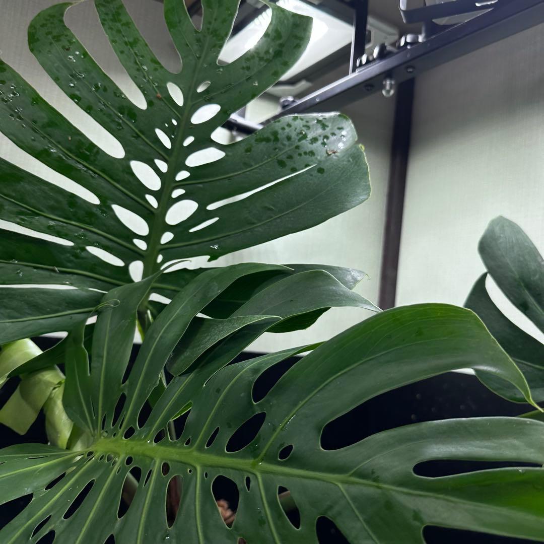 モンステラデリシオーサマクロコズム超希少系統鉢植え