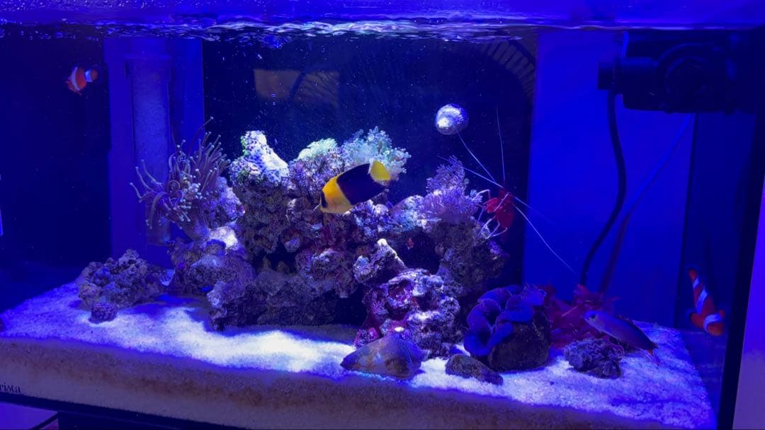 GEX aquarista Glassterior 450 オーバーフロー水槽