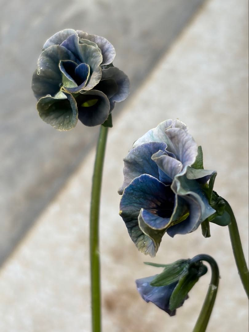 R*U様 桂風園フェデネージュモネボンソワレアンティークブルービオラフリルパンジ