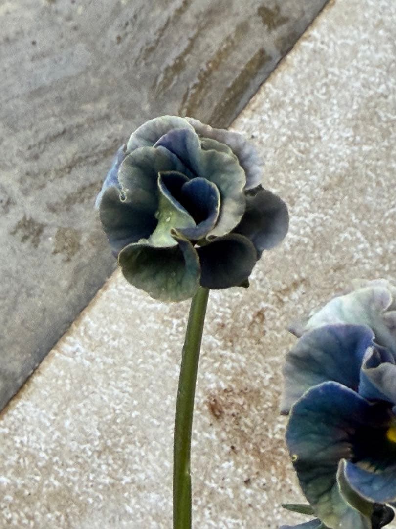 R*U様 桂風園フェデネージュモネボンソワレアンティークブルービオラフリルパンジ