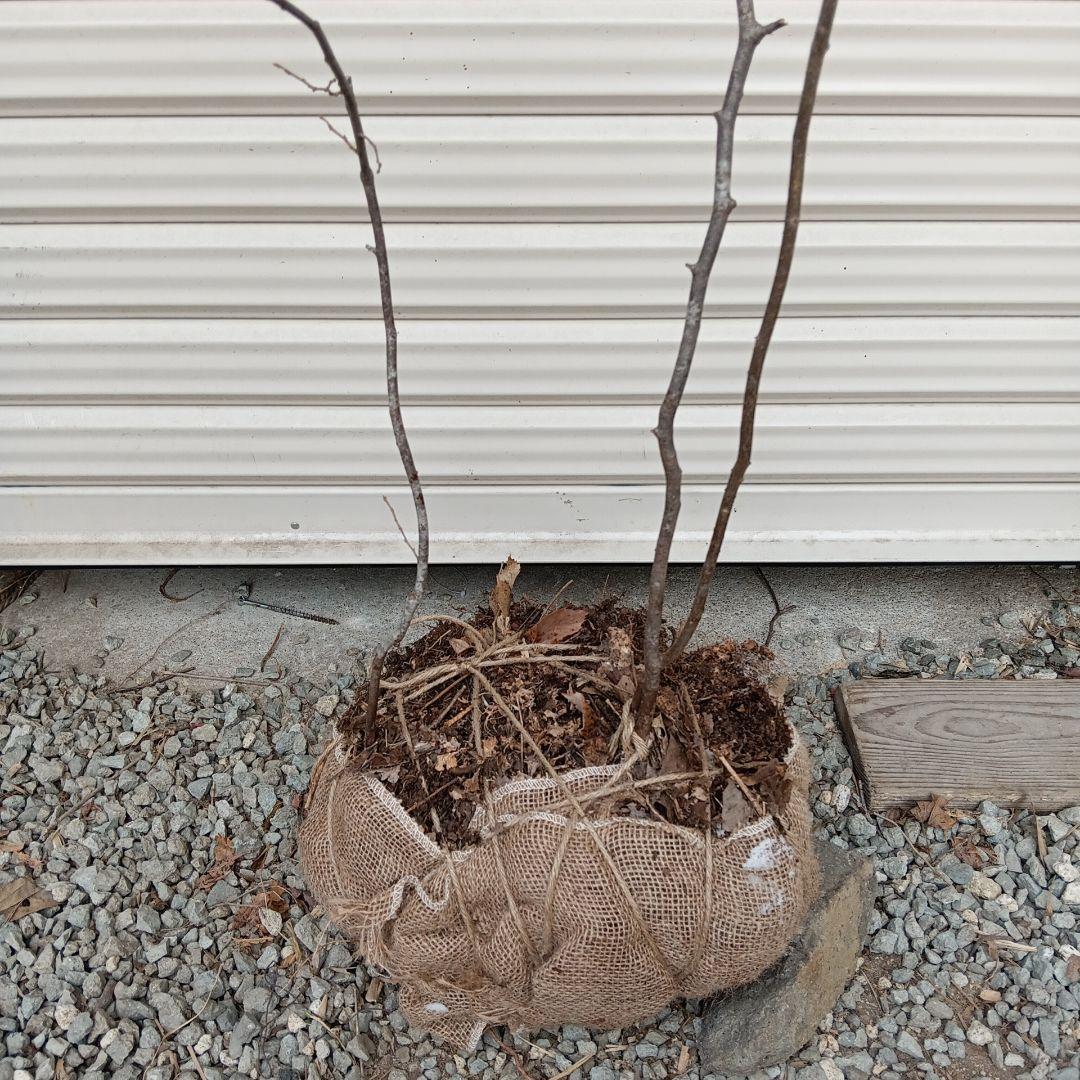 ナツハゼ　3本立ち　山採り