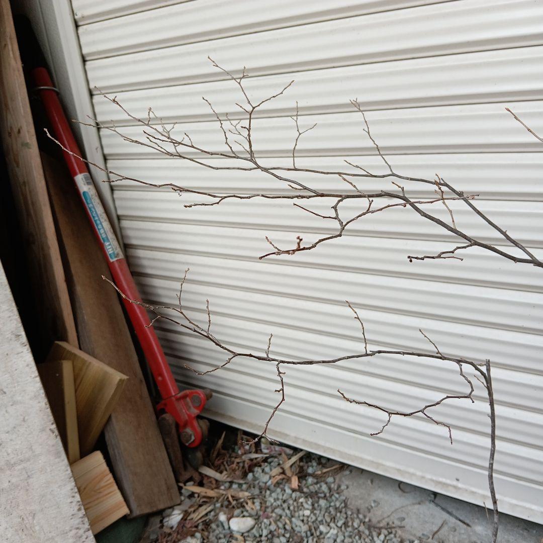 ナツハゼ　3本立ち　山採り