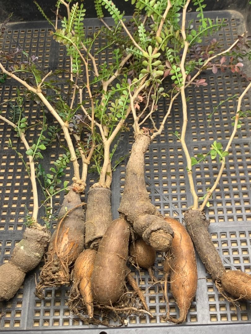 こ*い様 C68 多肉植物 オペルクリカリア・パキプス 5株