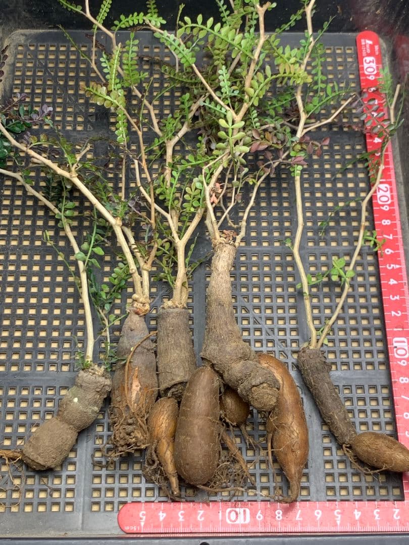 こ*い様 C68 多肉植物 オペルクリカリア・パキプス 5株