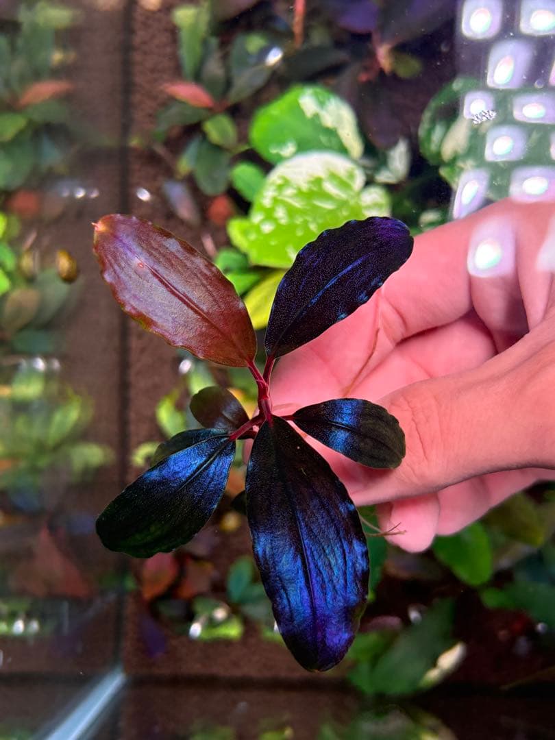 joy(プロフページ ティアブルー　ムーンライト