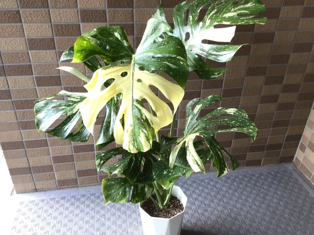 ② ます※プロフ要確認商品‼︎斑入りモンステラ・タイコンステレーション7号