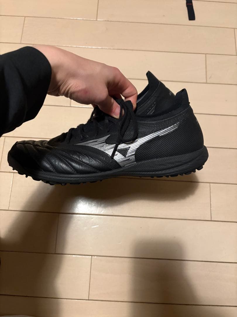 モレリアサラネオベータ　26㎝