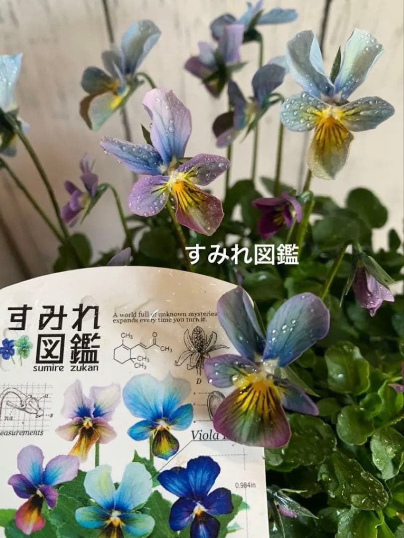 R*U様 すみれ図鑑　1苗　no I