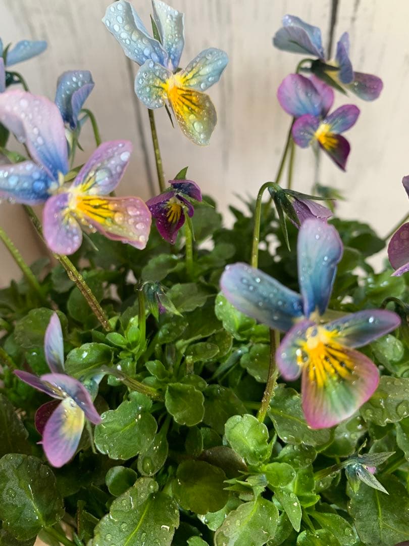 R*U様 すみれ図鑑　1苗　no I