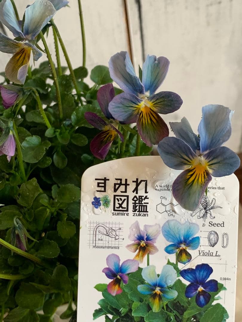 R*U様 すみれ図鑑　1苗　no I