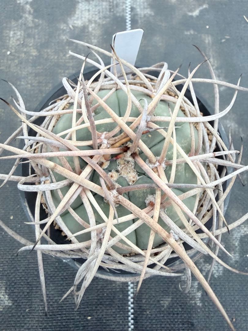 ギムノカリキウム　光琳玉　サボテン　魔天竜　天平丸　フェロシオール