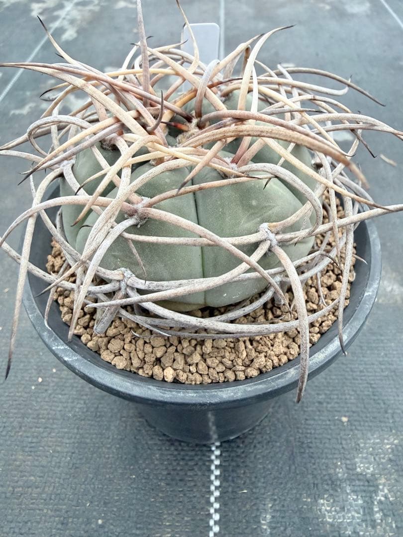 ギムノカリキウム　光琳玉　サボテン　魔天竜　天平丸　フェロシオール