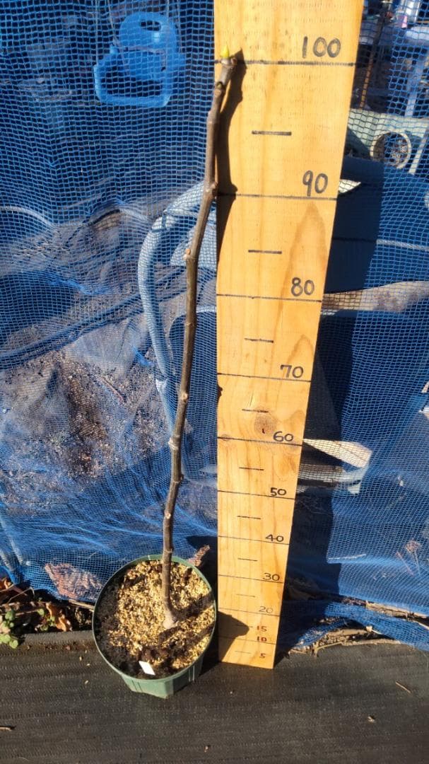 イチジク ブラックマデイラ 8号鉢植えと穂木４本　 №1