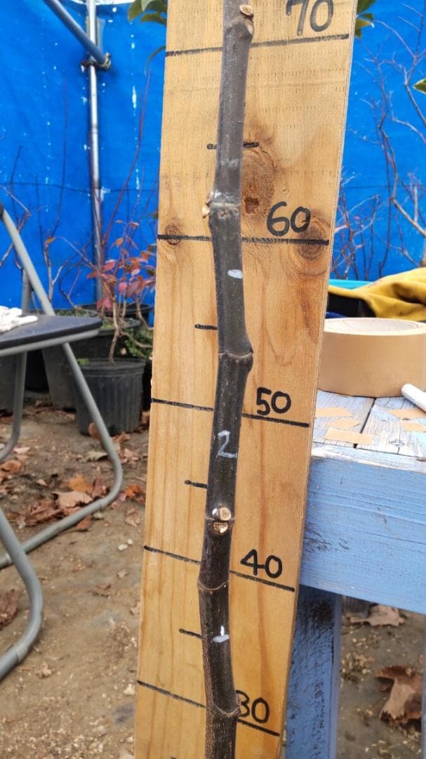 イチジク ブラックマデイラ 8号鉢植えと穂木４本　 №1