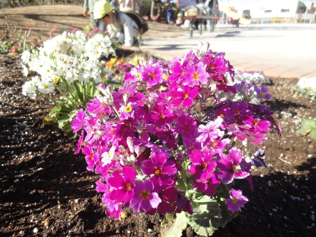 追加あり⭕️【動作確認済】 SONY CyberShot DSC-W380　ピンク