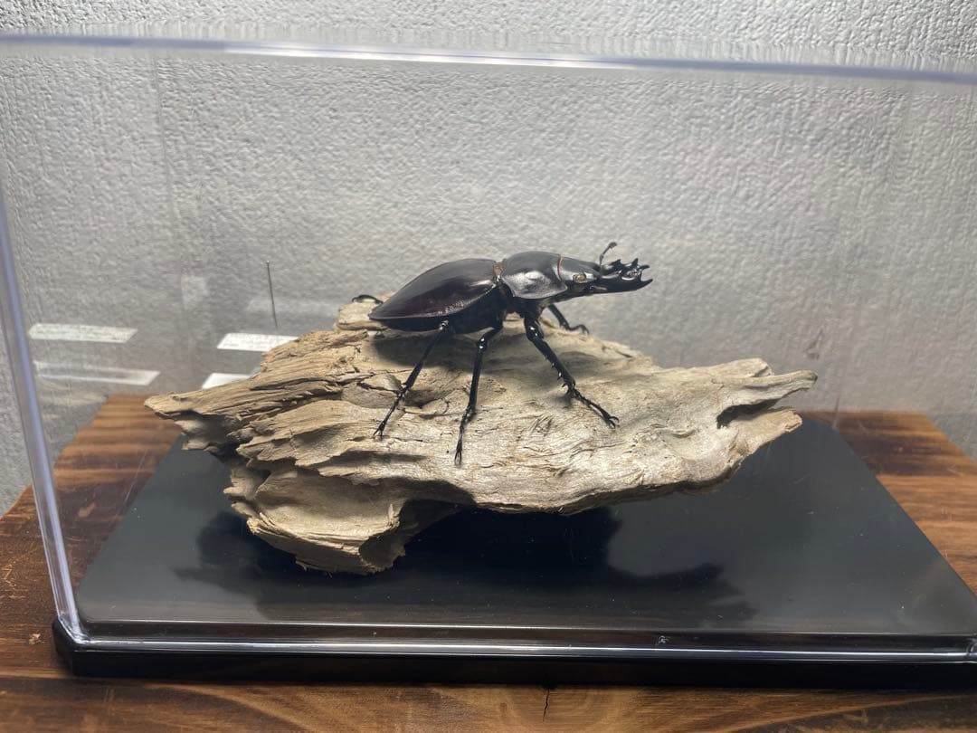 k*o様 ヤエヤママルバネクワガタ 標本