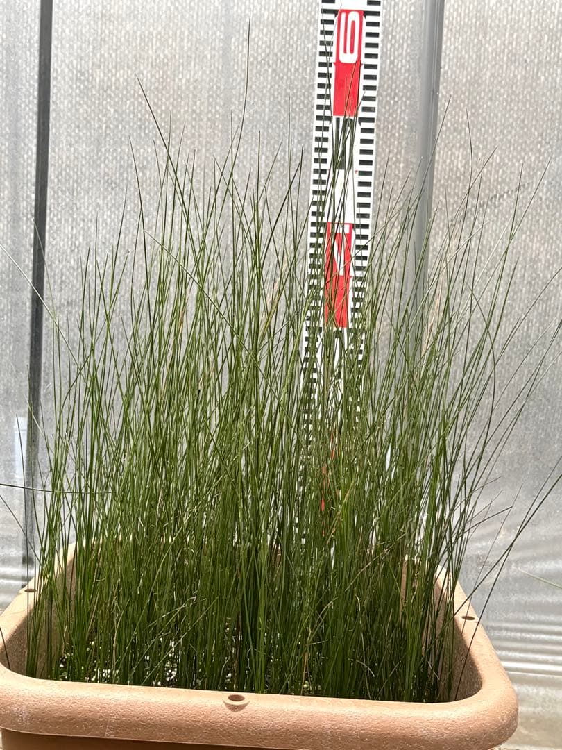 d★コスパ最強★超極上★クサントロエア・オーストラリス★