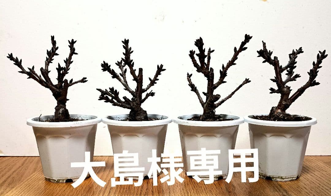 旭山桜 33~36 (4本セット)