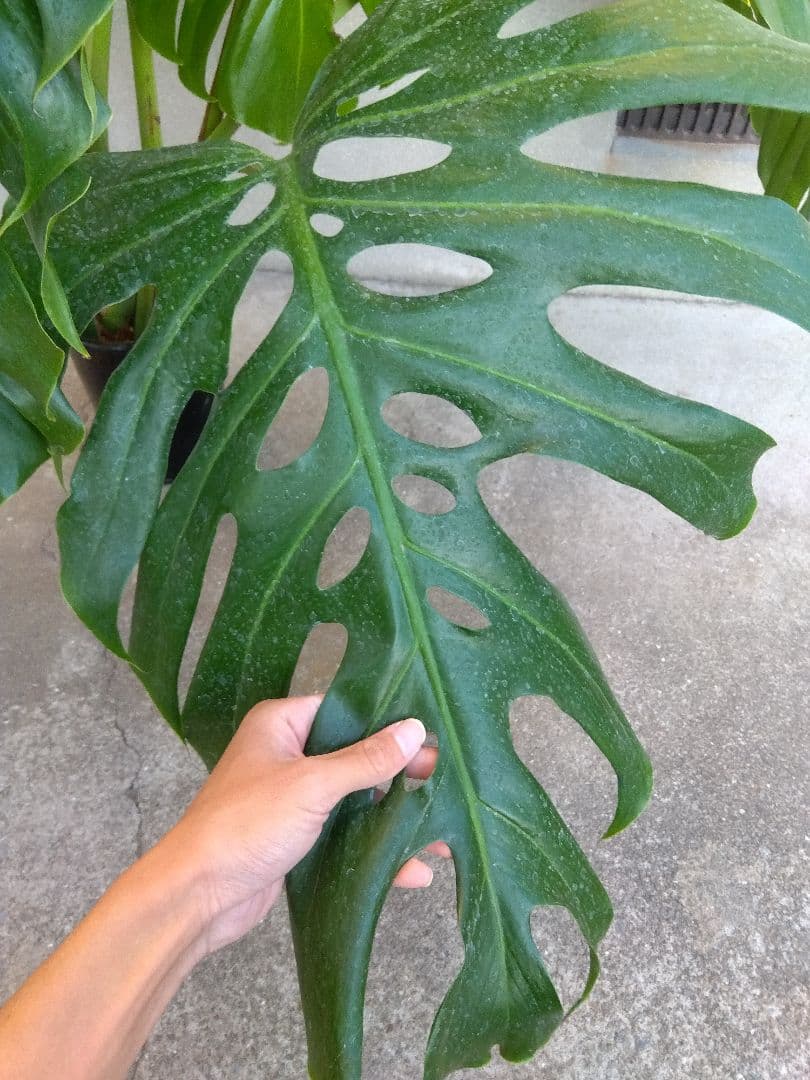 モンステラ　デリシオーサ　6号鉢つき　深穴開き❗大型葉❗　①
