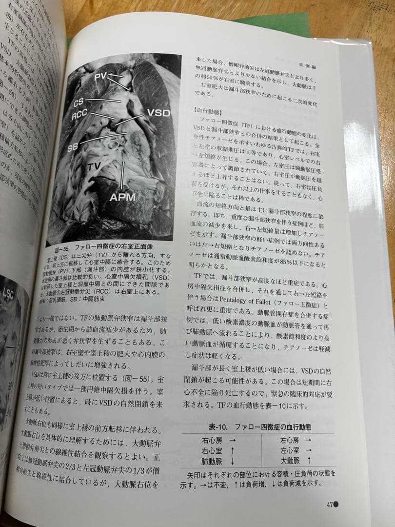 犬の心音の聴診トレーニング CD版