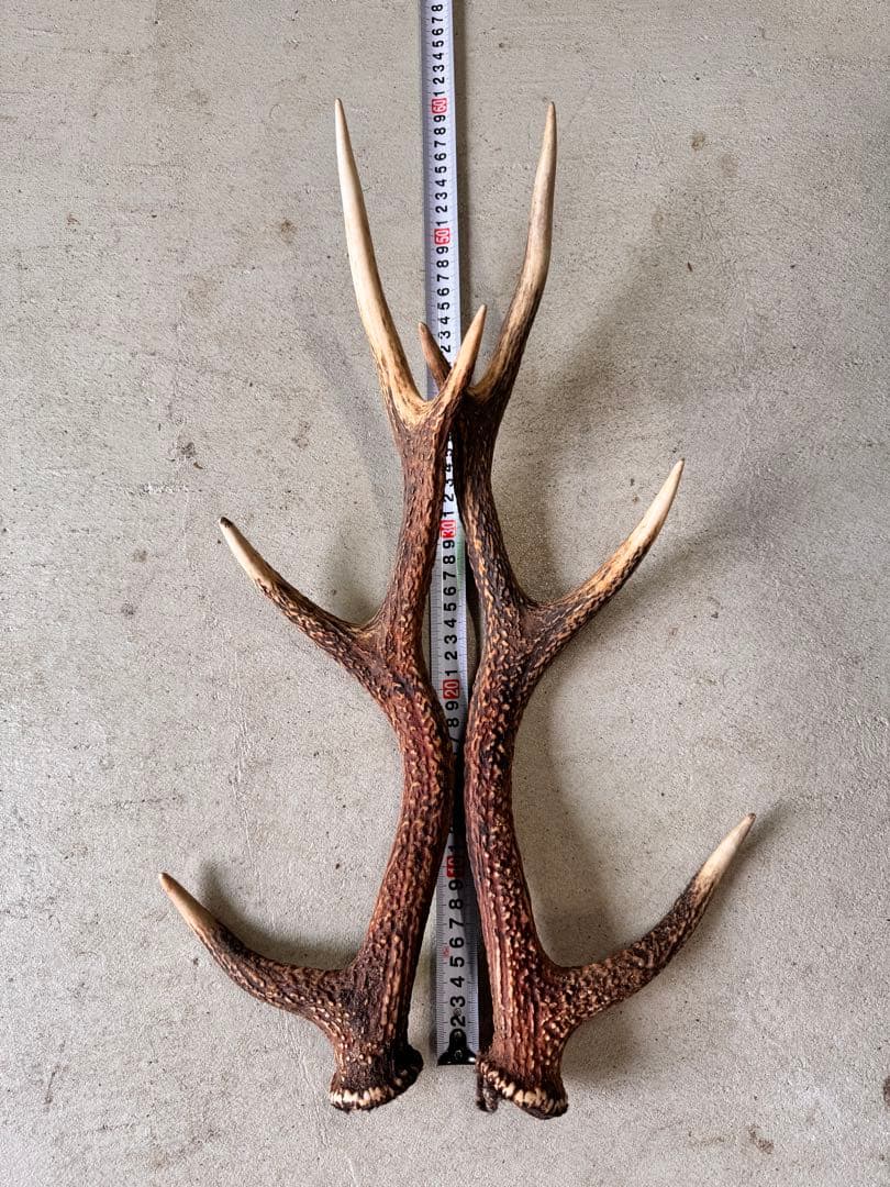 天然鹿の角5対(10本)セット No.7