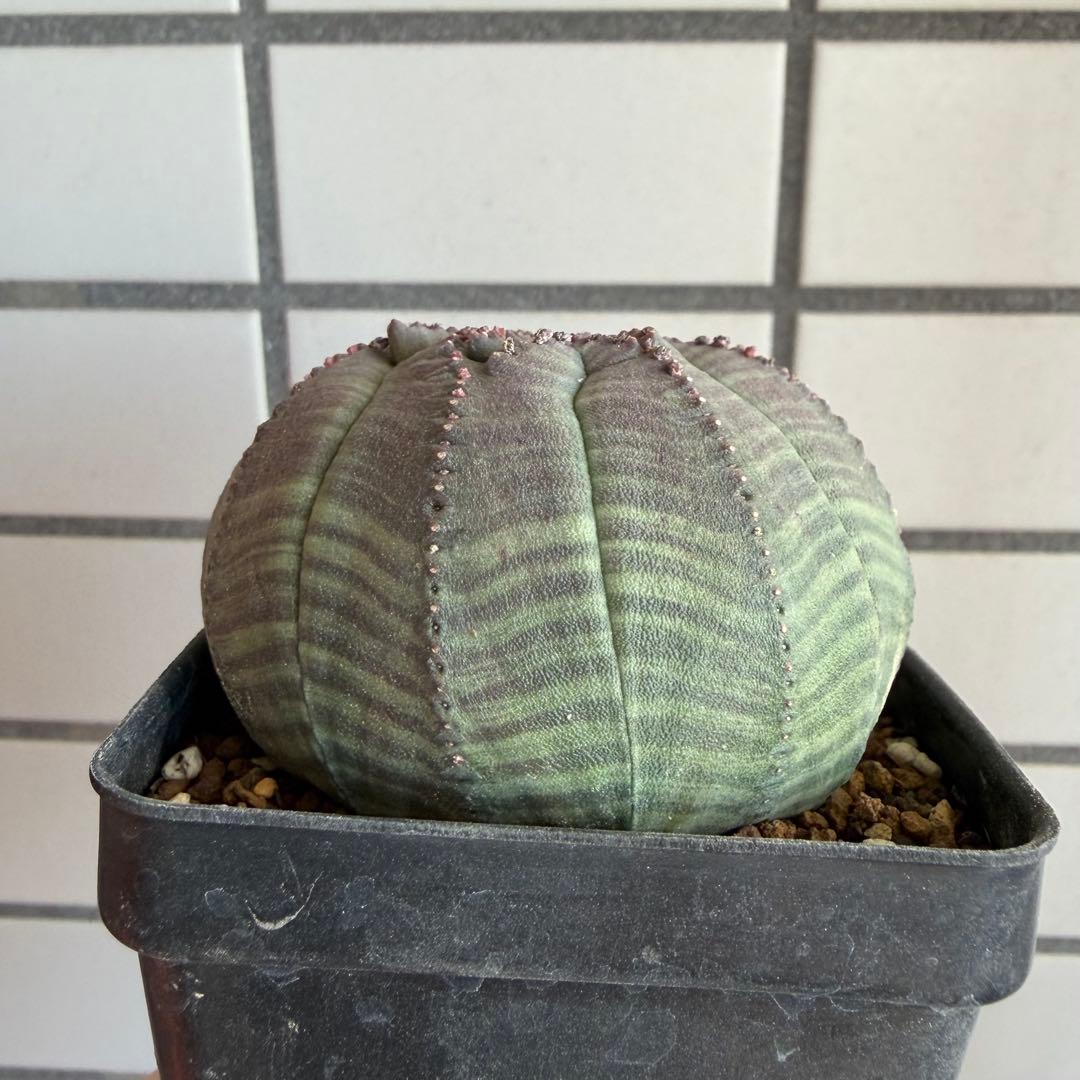 よ*！様 ② ユーフォルビア オベサ 実生選抜 モンスト 稜乱れ