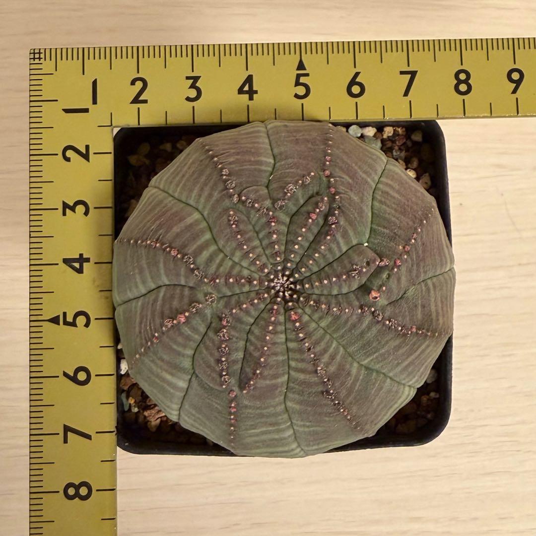 よ*！様 ② ユーフォルビア オベサ 実生選抜 モンスト 稜乱れ