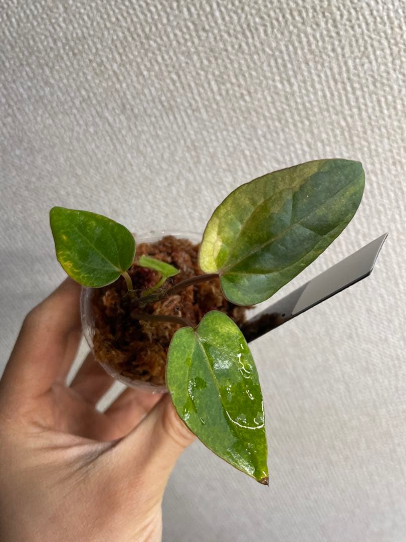 R*0様 Anthurium AOS✖️RVDP斑入り