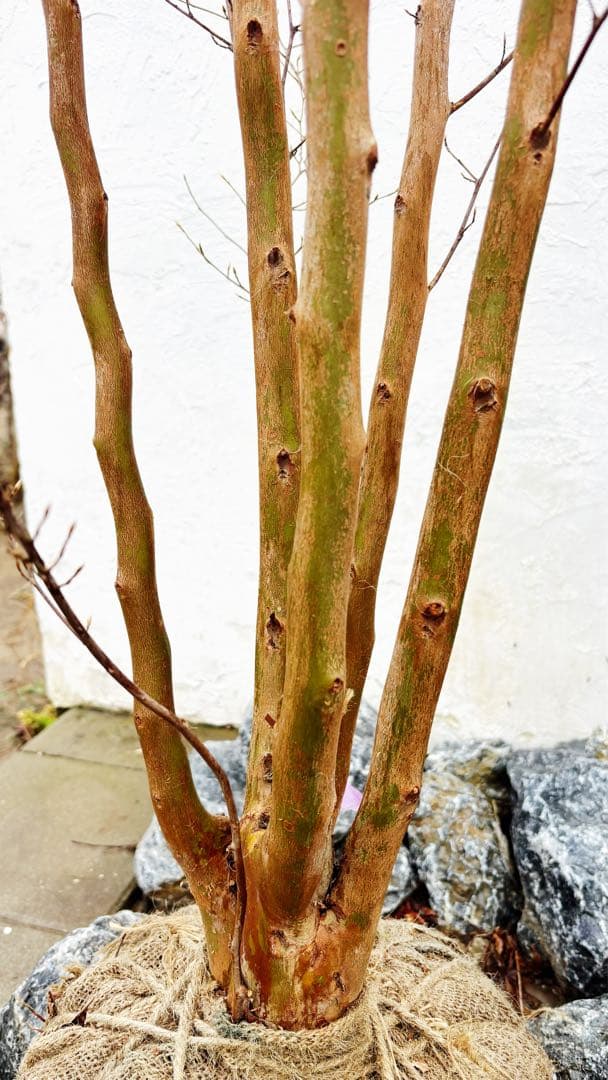 絶品黄金幹。ヒメシャラ切り戻し本株立ち2.8M(鉢底から)品番A