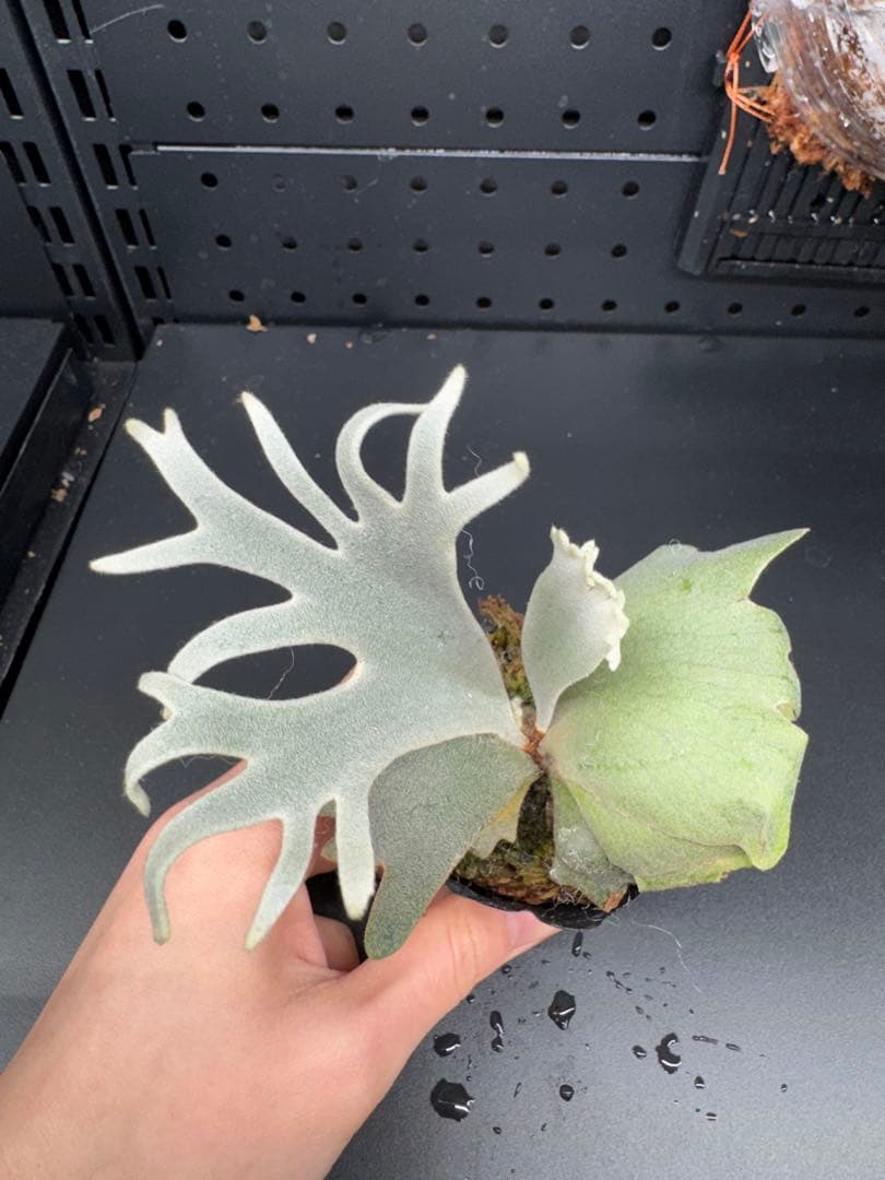 【平凡之鹿】ビカクシダ YMDS Totoro HHRナーセリータグ付け#075