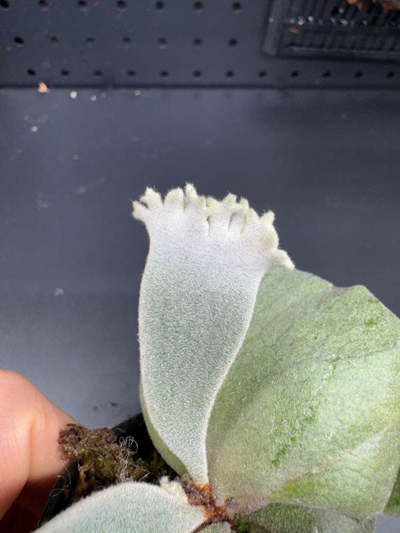 【平凡之鹿】ビカクシダ YMDS Totoro HHRナーセリータグ付け#075