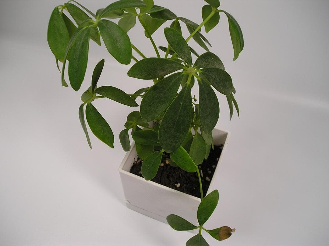 極美品✨OLYMPUS X-250