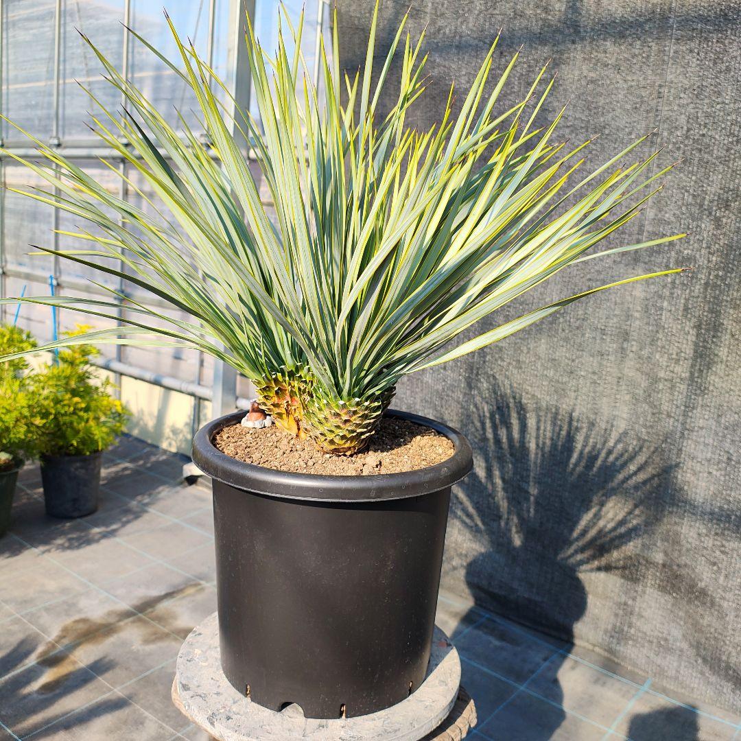 ロストラータ Hyb ふぉ－ヘッド