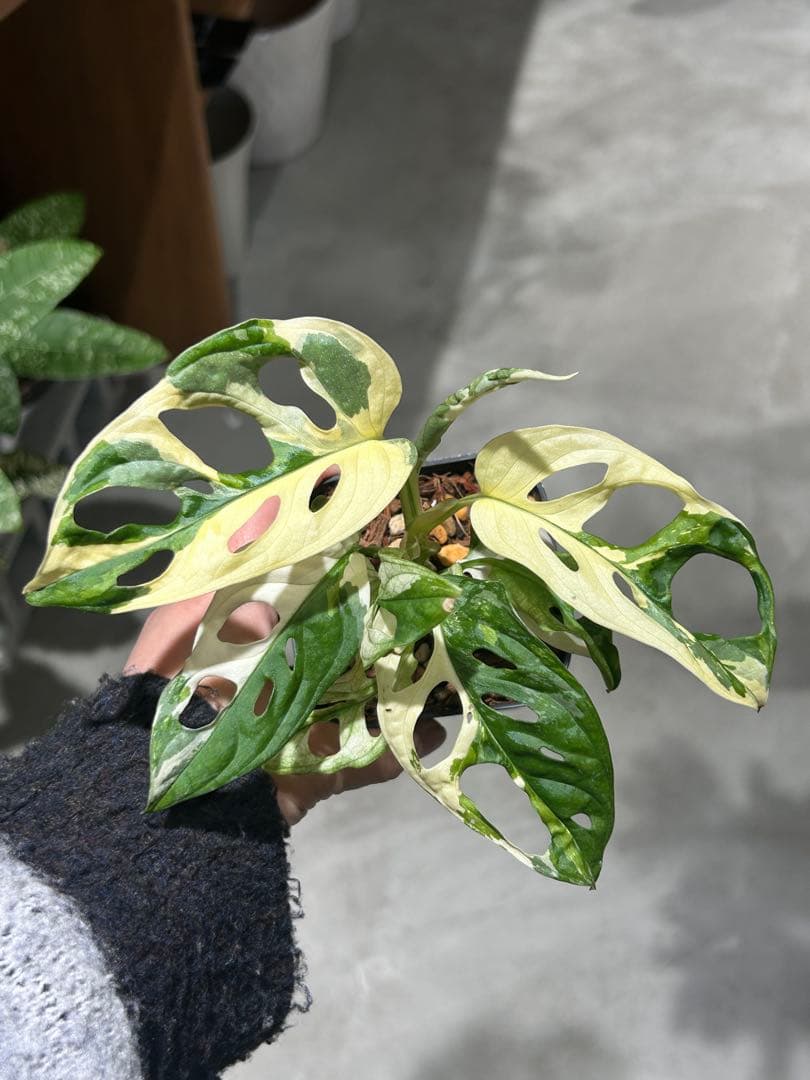 マドカズラ　斑入り