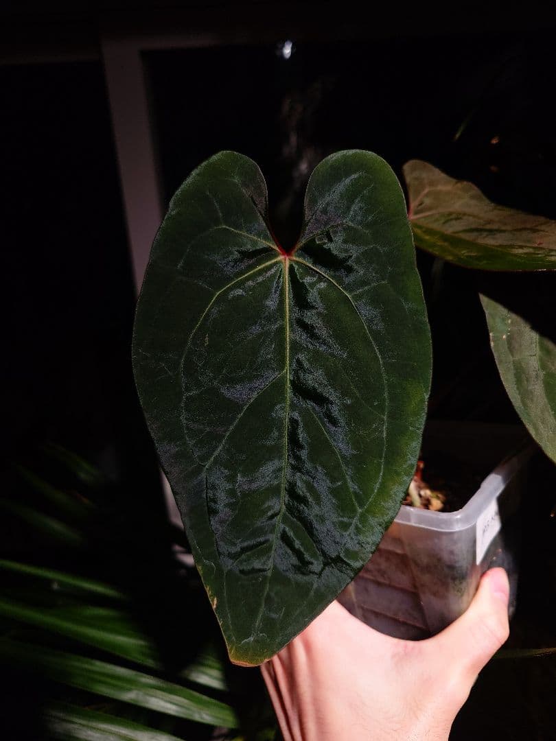 Anthurium AOS x RVDP 斑入り