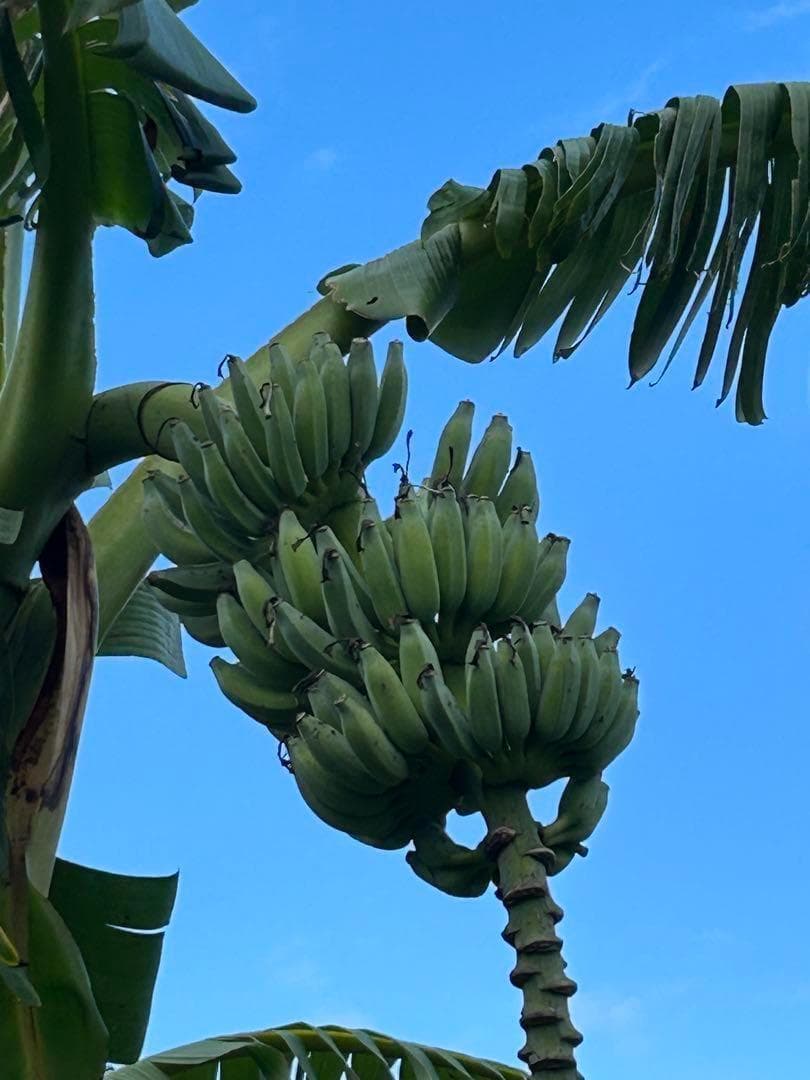 かうべえ出品、２００㎝◆ブルー・アイスクリーム.バナナ苗