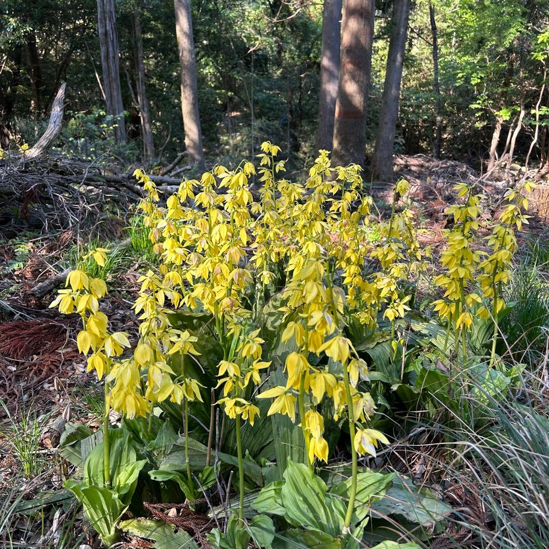 今春開花予定・キエビネ30株　黄エビネ　えびね　エビネ蘭