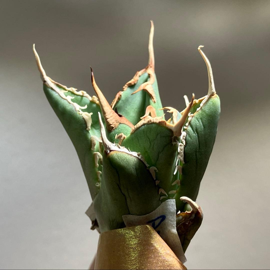 p*6様 【初売りオークション】38 REZA産　イラン株　強棘　アガベ　アング