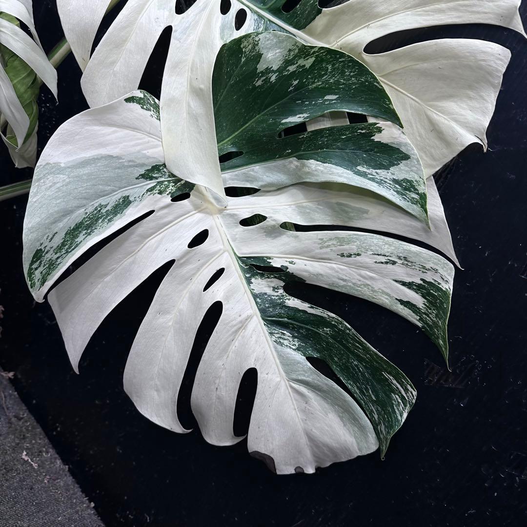 き*き様 斑入りモンステラ ホワイトタイガー極美大株84cm白斑多