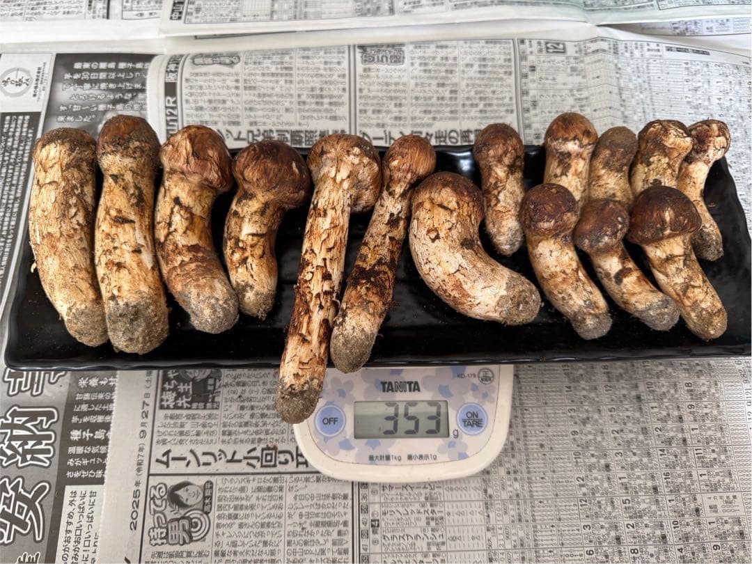 松茸　北海道　350g 送料込　国産