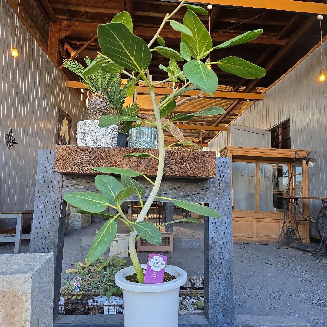 ⑤　フィカス　ベンガレンシオードリー曲がり仕立て　7号