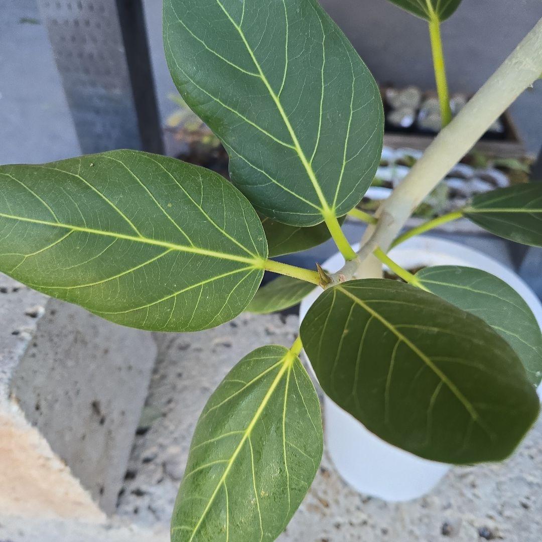 ⑤　フィカス　ベンガレンシオードリー曲がり仕立て　7号