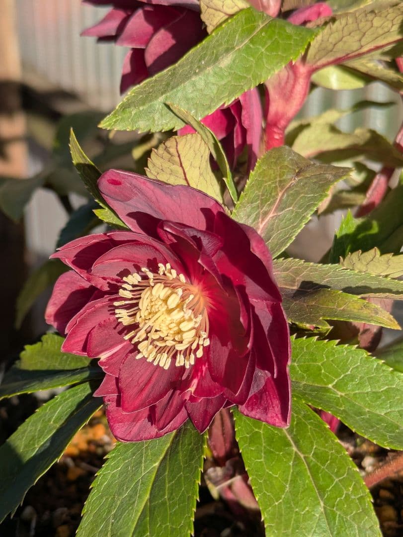 広瀬園芸 クリスマスローズ ★極上ベルベットレッドdd★