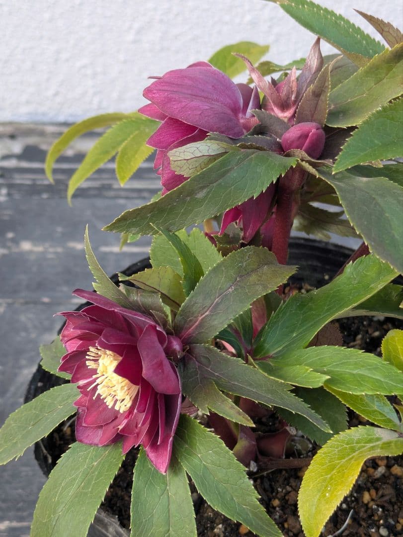 広瀬園芸 クリスマスローズ ★極上ベルベットレッドdd★