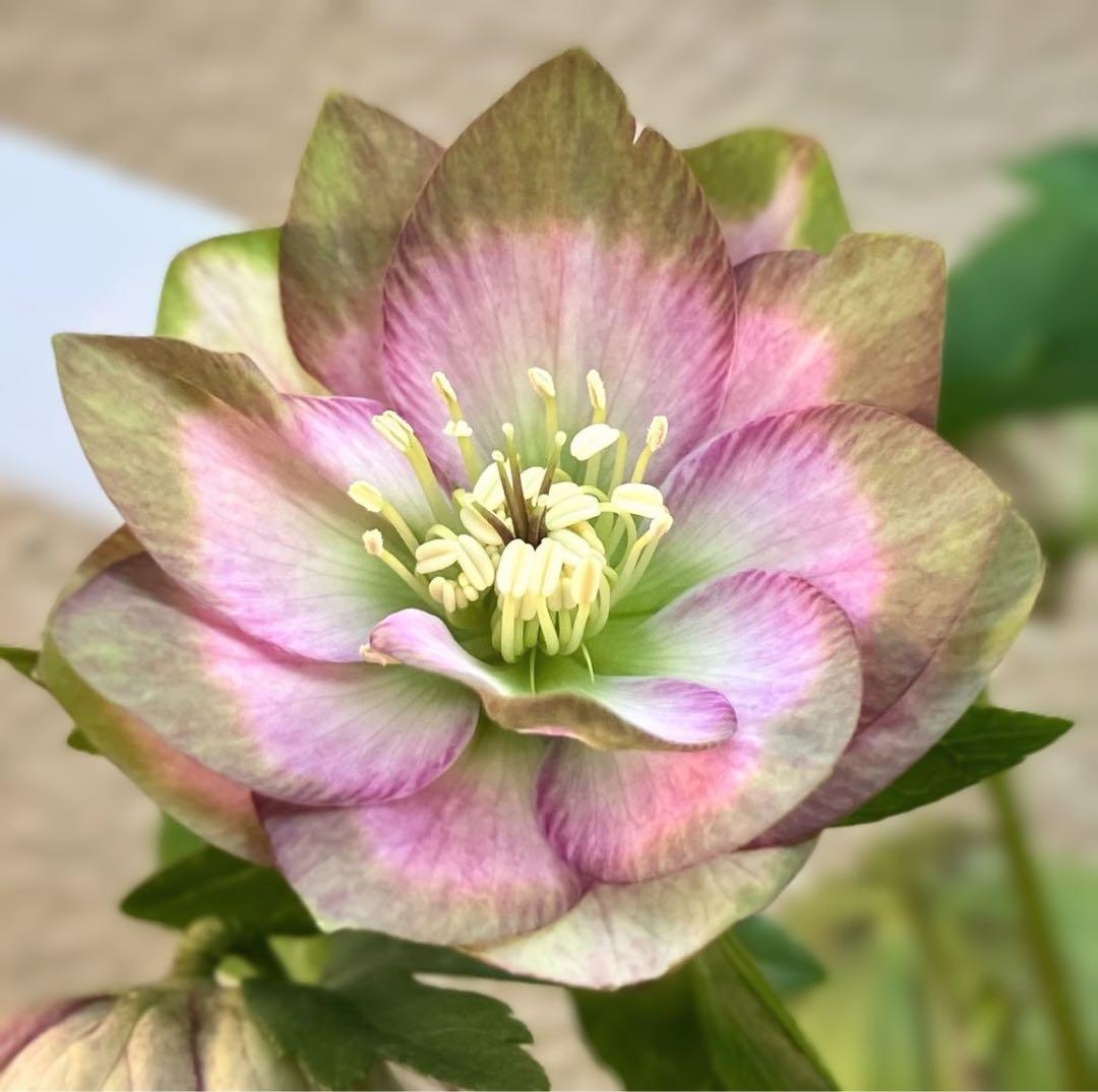 ヒ*イ様 ■かすり桜利休風■ 今季株分け クリスマスローズ