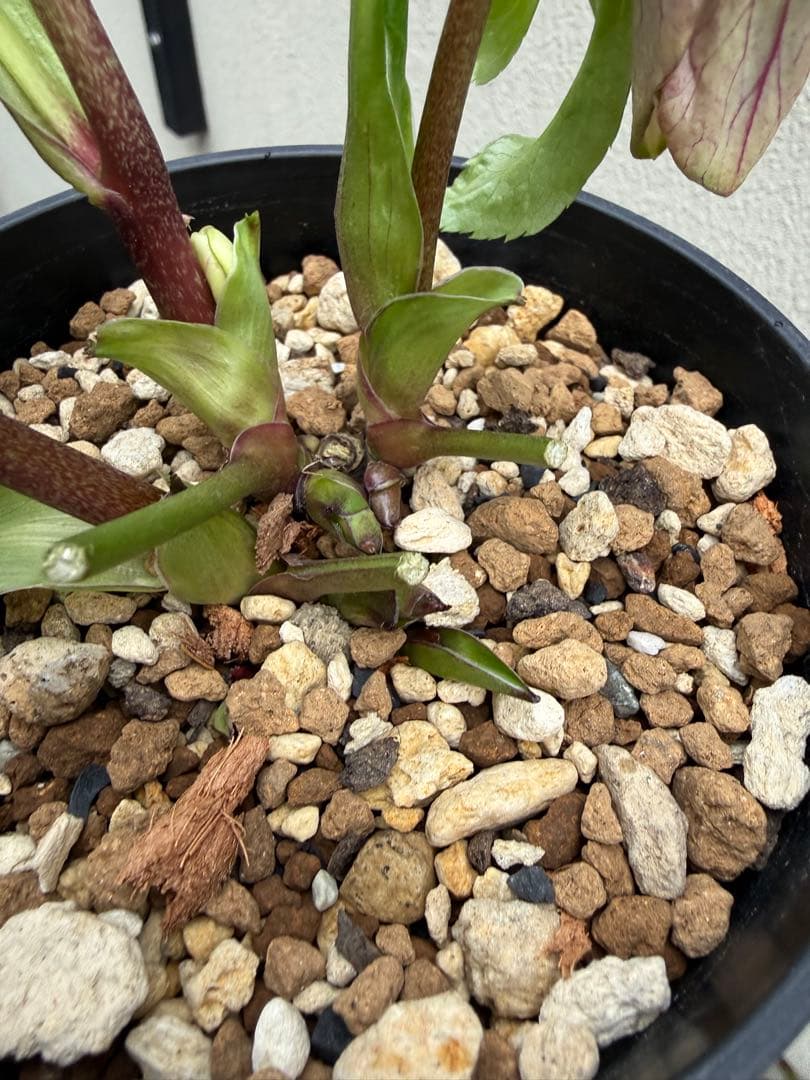 ヒ*イ様 ■かすり桜利休風■ 今季株分け クリスマスローズ