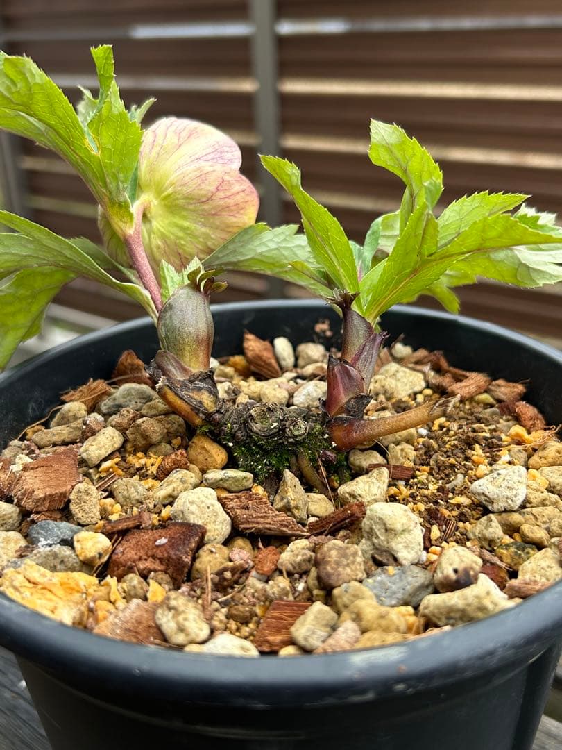 ラ*ズ様 クリスマスローズ　オーレア苗