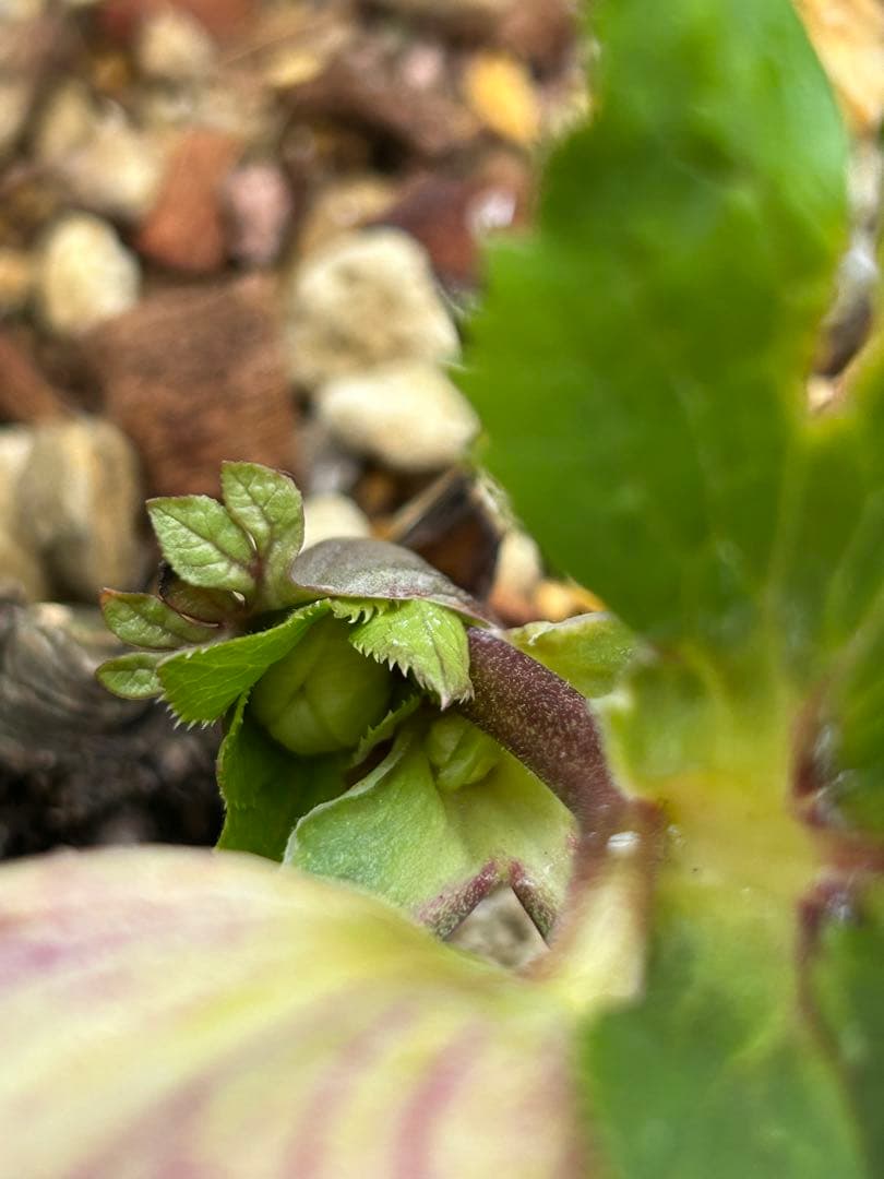 ラ*ズ様 クリスマスローズ　オーレア苗