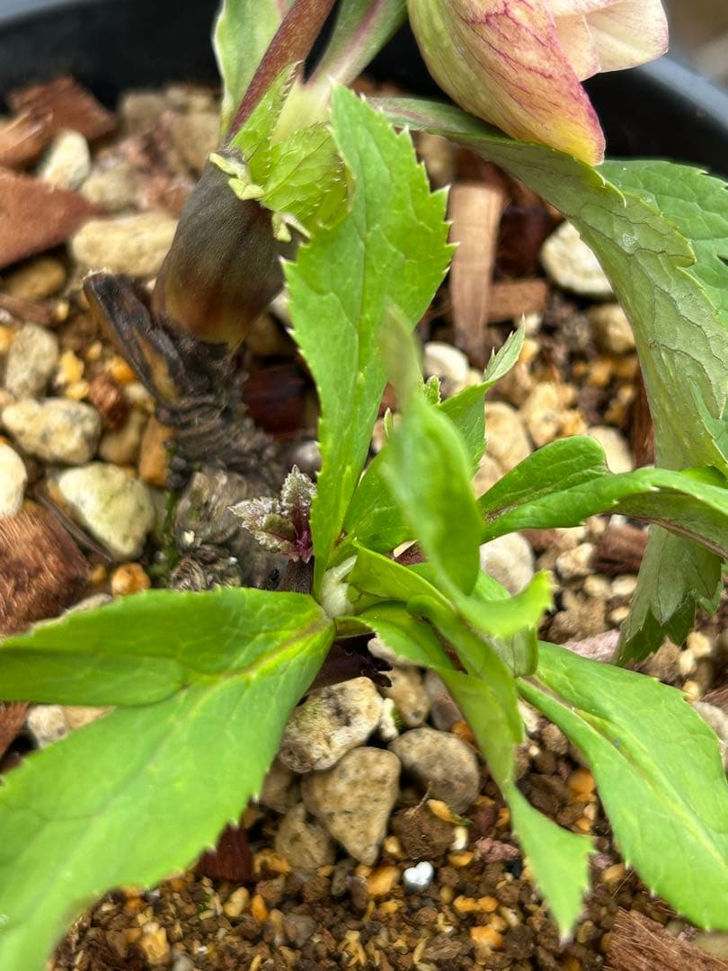 ラ*ズ様 クリスマスローズ　オーレア苗