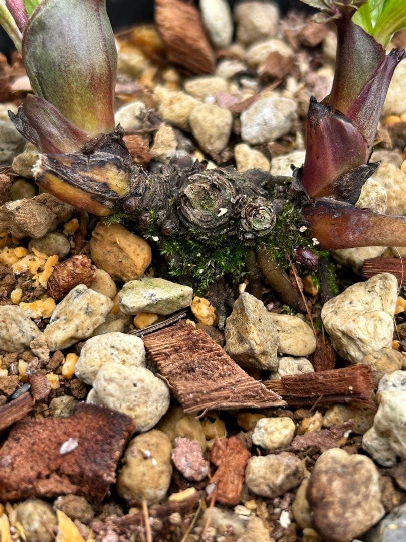 ラ*ズ様 クリスマスローズ　オーレア苗